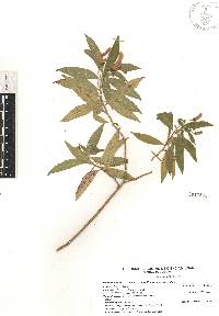 Lobelia laxiflora subsp. laxiflora image