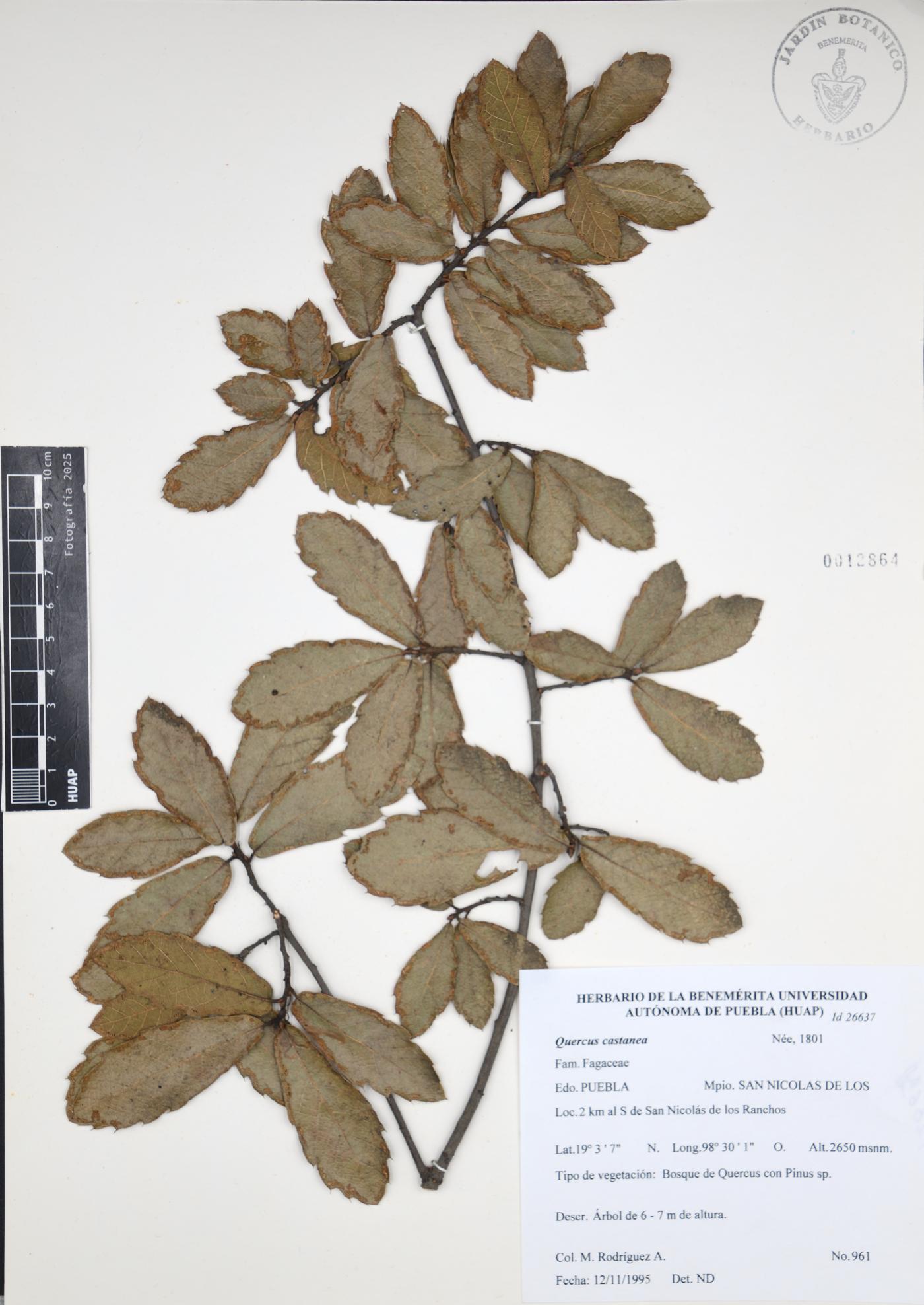 Quercus castanea image
