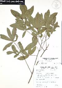 Quercus acherdophylla image