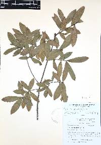 Quercus acherdophylla image