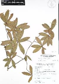 Quercus acherdophylla image