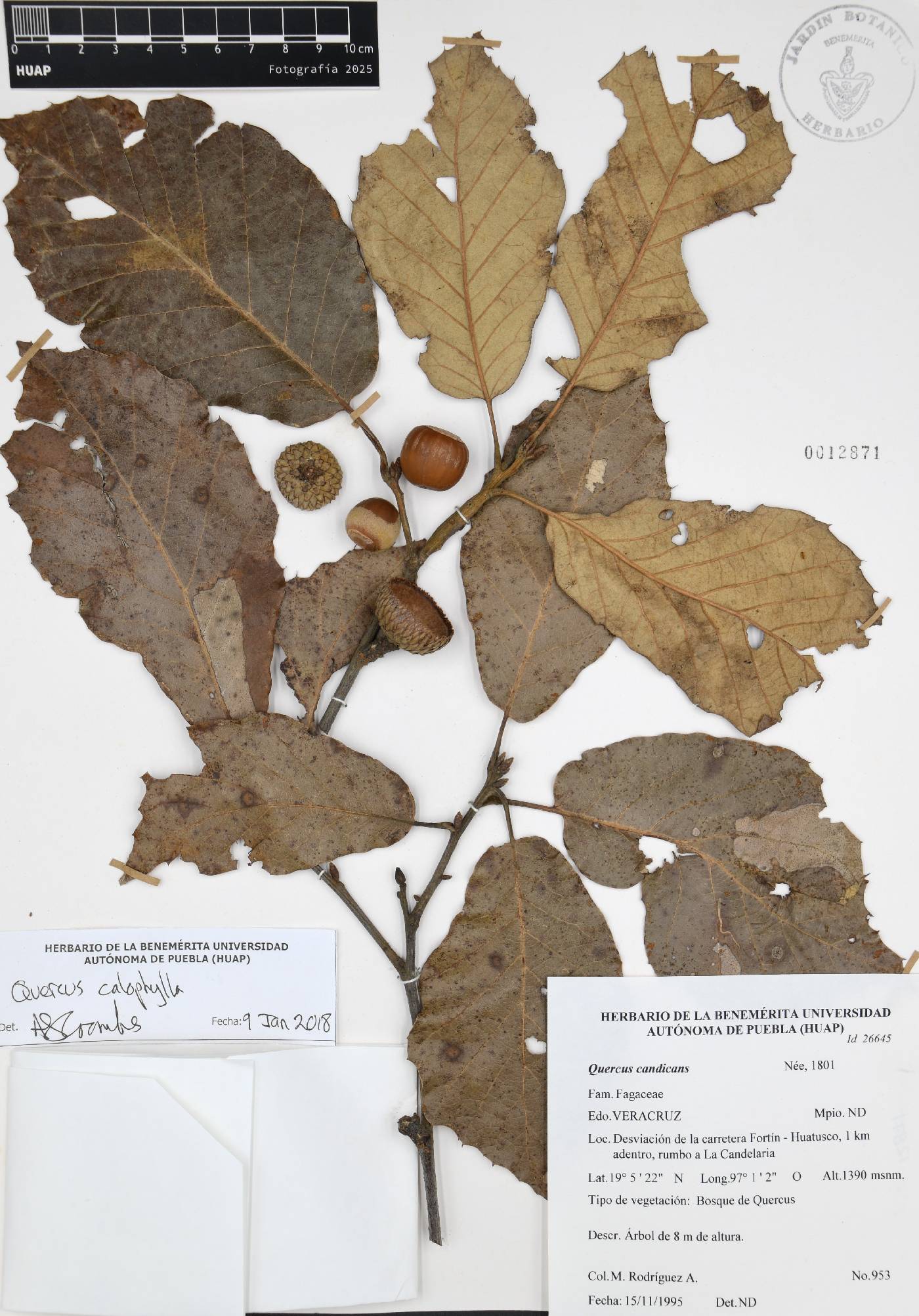 Quercus candicans image