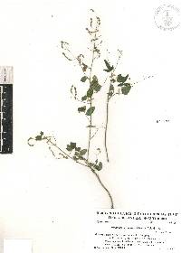 Desmodium plicatum image