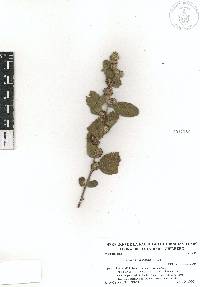 Waltheria indica image