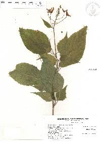 Heterotoma lobelioides image