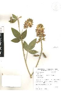 Crotalaria cajanifolia image