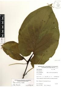 Piper auritum image