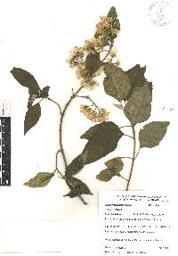 Ageratina mairetiana image