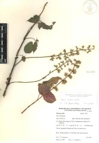Salvia carnea image