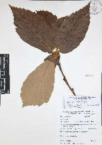 Quercus candicans image