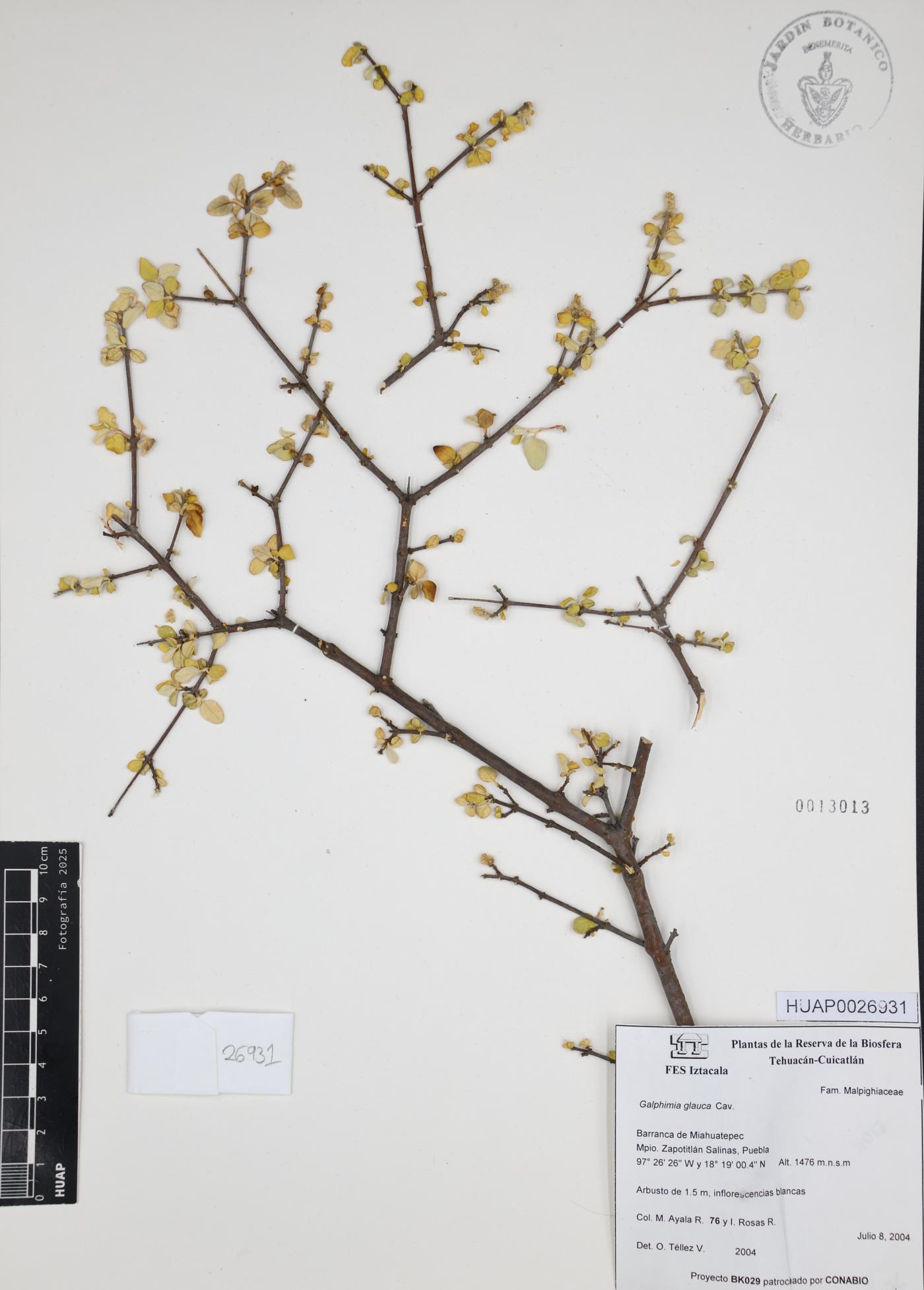 Galphimia glauca image