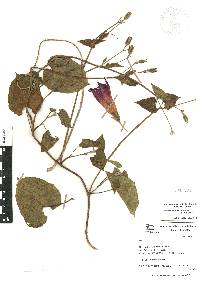 Ipomoea orizabensis image