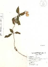 Achimenes grandiflora image