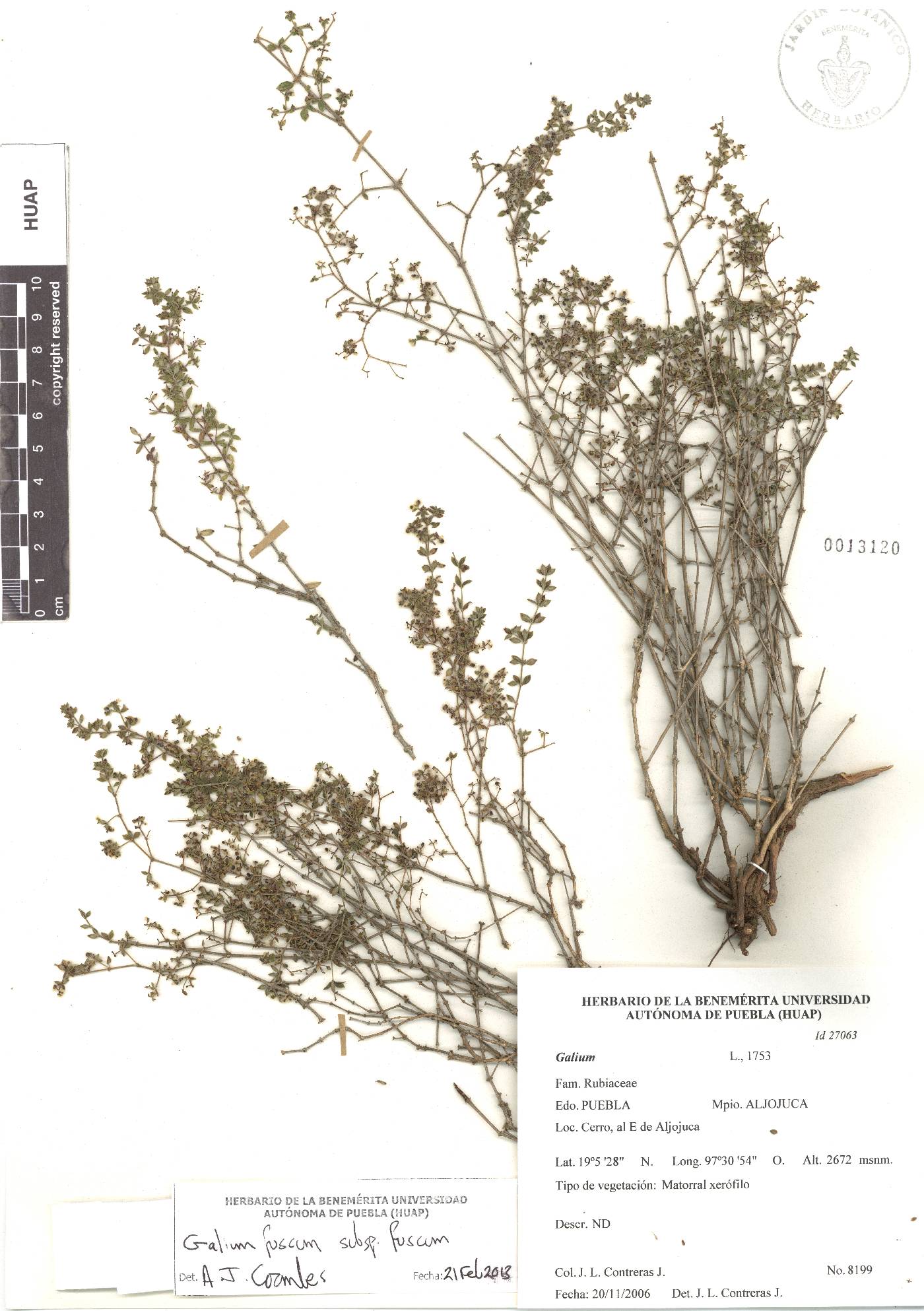 Galium fuscum subsp. fuscum image