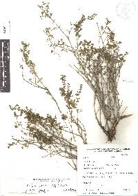 Galium fuscum subsp. fuscum image