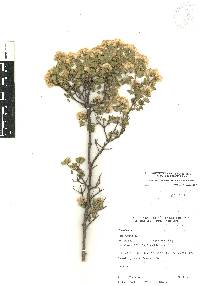 Ageratina calophylla image