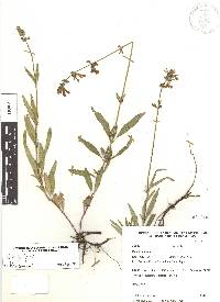 Salvia laevis image