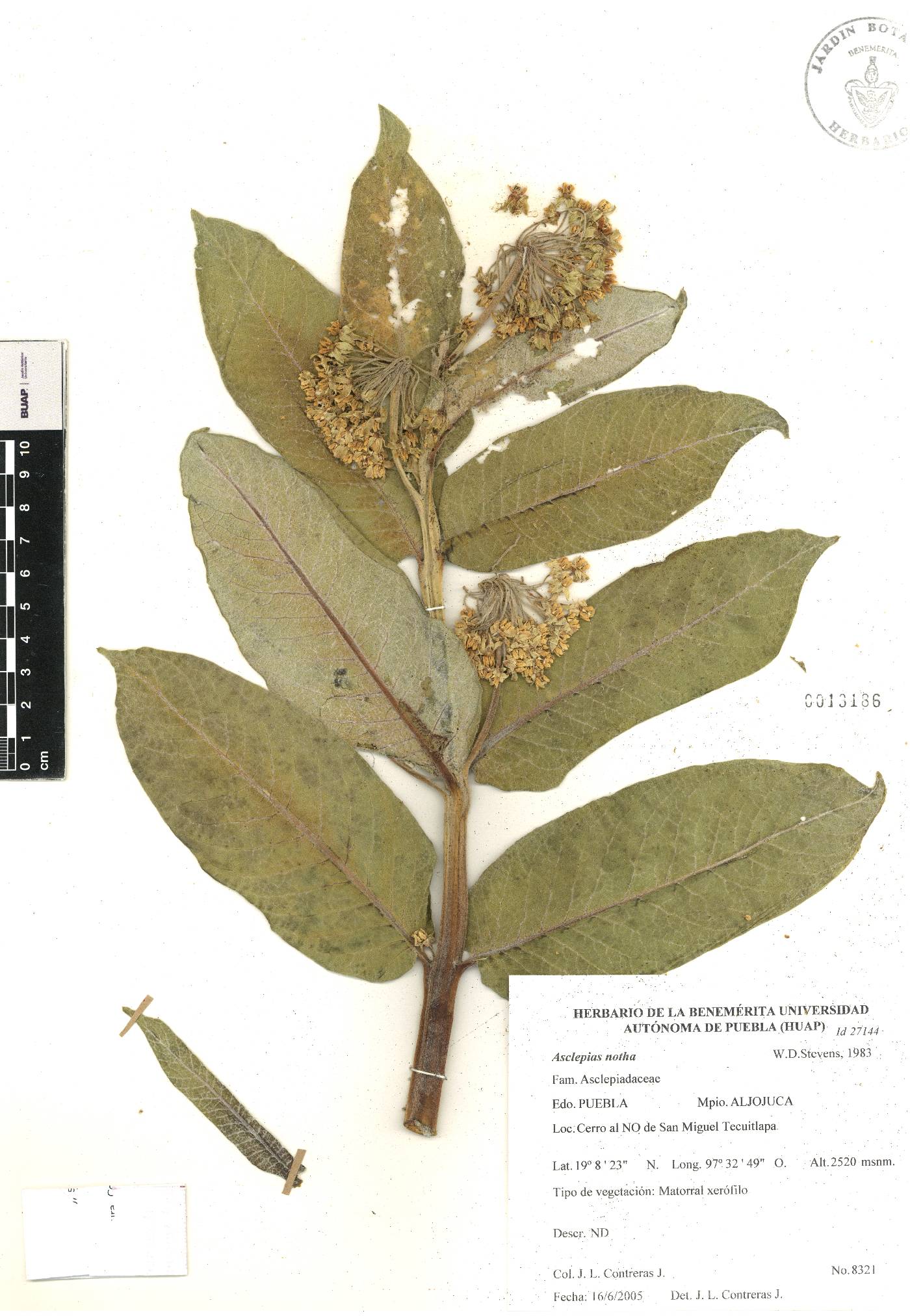 Asclepias notha image