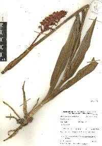 Dichromanthus cinnabarinus image