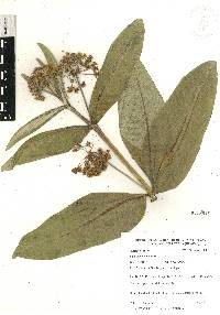 Asclepias notha image