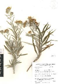 Senecio cinerarioides image