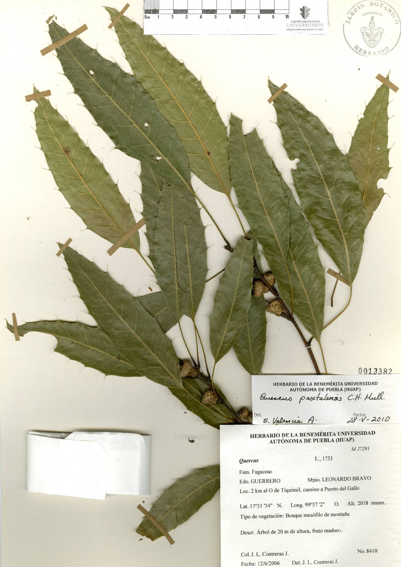 Quercus breedloveana image