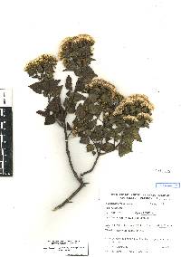 Ageratina espinosarum image