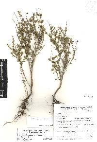 Salvia thymoides image