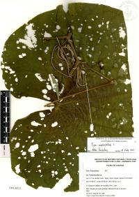 Lepianthes peltata image
