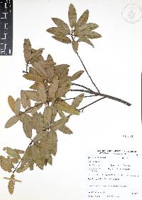 Quercus acherdophylla image