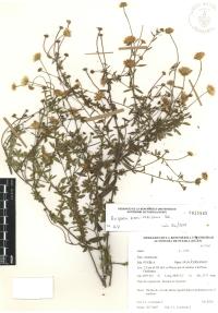 Erigeron karvinskianus image