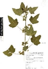 Kearnemalvastrum lacteum image