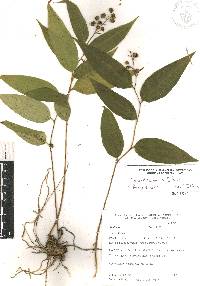 Maianthemum scilloideum image