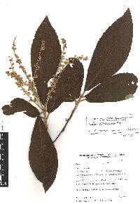 Image of Clethra schlechtendalii
