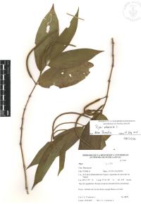 Piper aduncum image