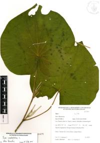 Lepianthes peltata image