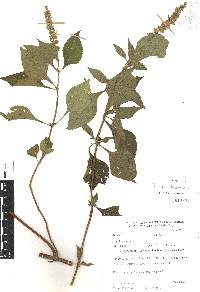 Salvia xalapensis image