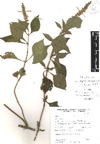 Salvia longispicata image