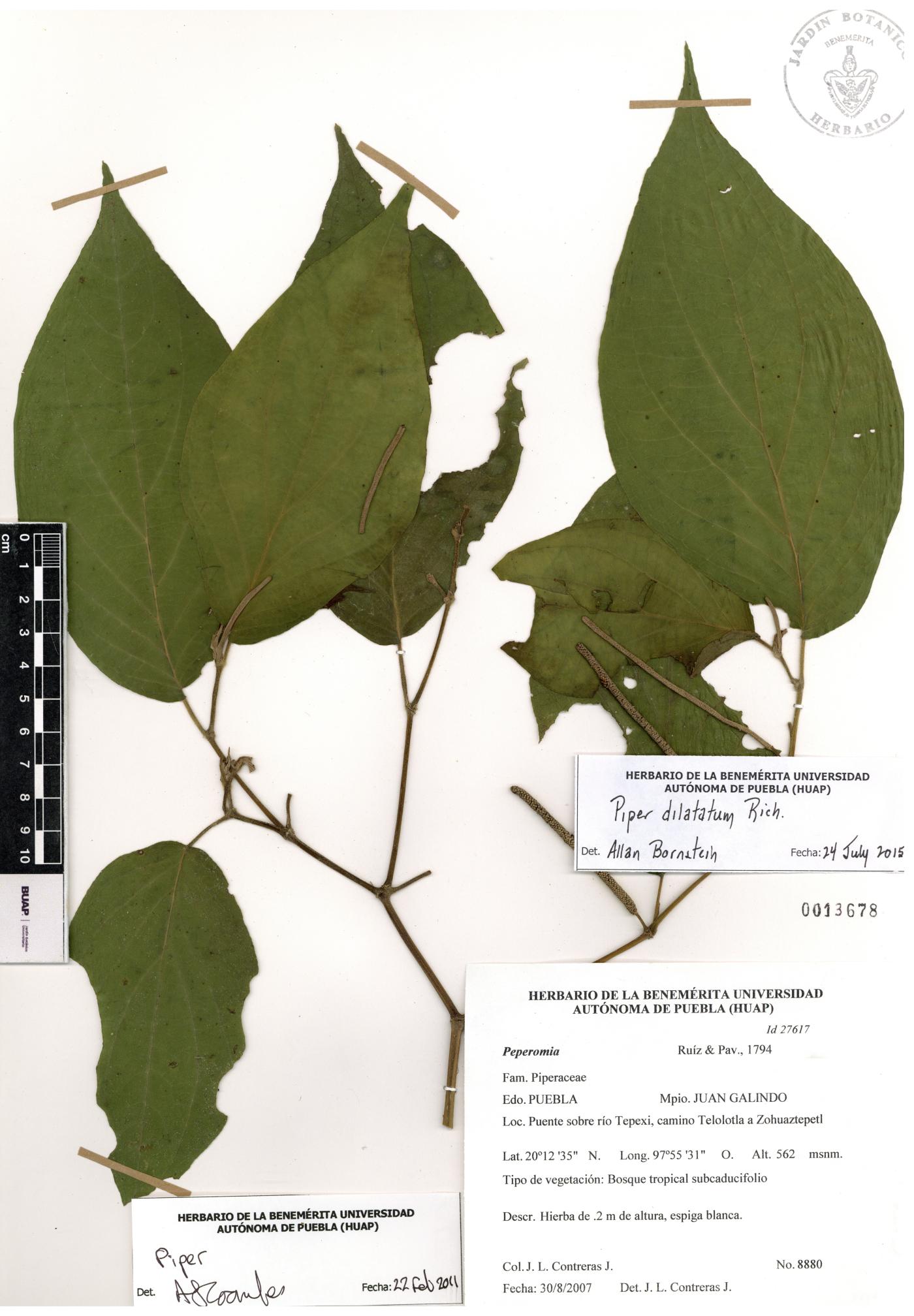 Piper dilatatum image