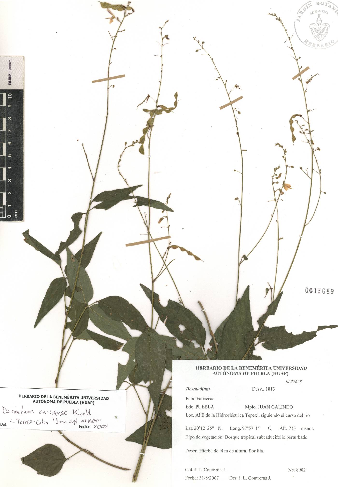 Desmodium caripense image