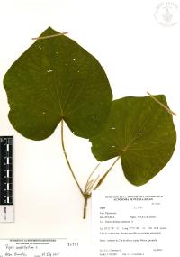 Lepianthes peltata image