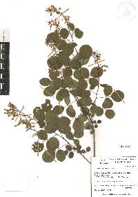 Desmodium orbiculare image