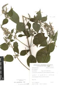 Salvia polystachia image
