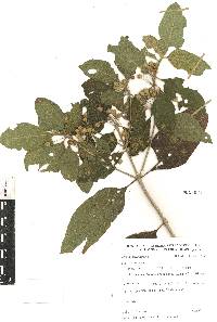 Lippia myriocephala image