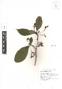 Aegiphila costaricensis image