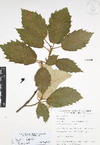 Quercus candicans image