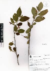 Helicteres guazumifolia image