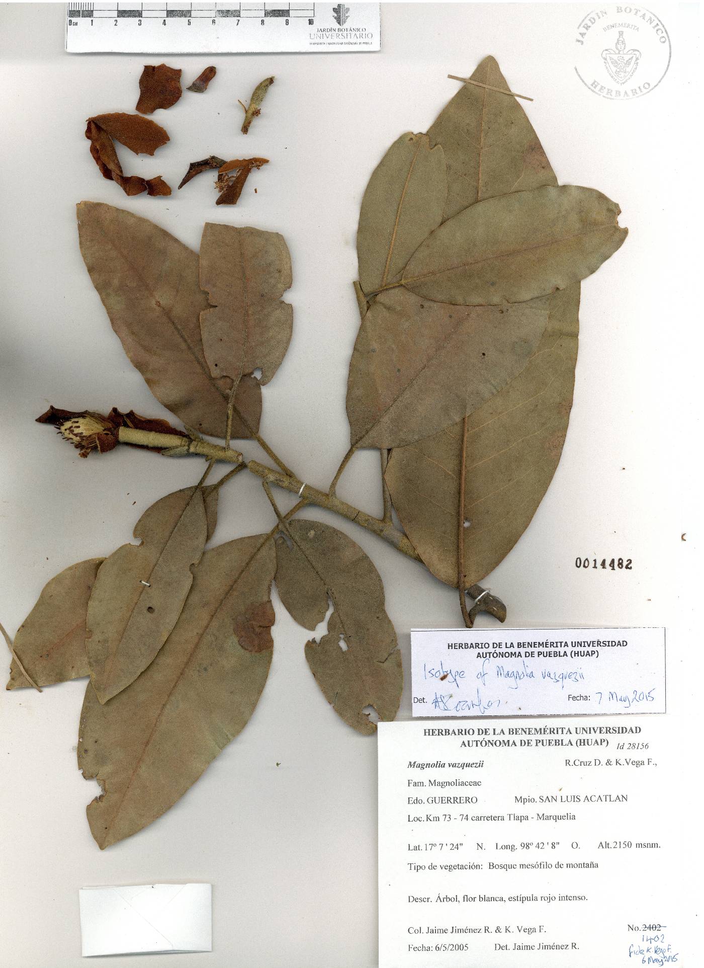 Magnolia vazquezii image