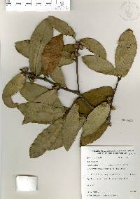 Quercus × dysophylla image