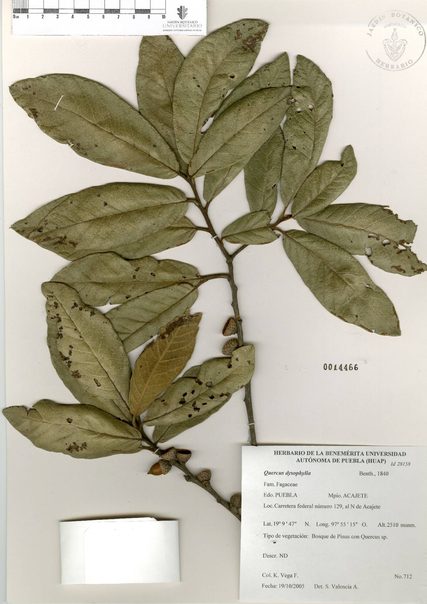 Quercus × dysophylla image